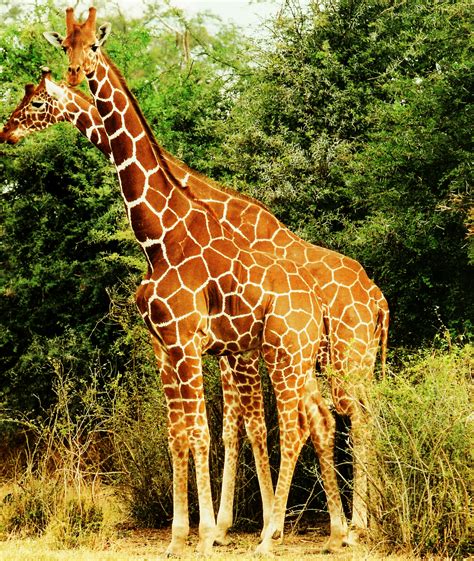 Reticulated Giraffe Wikipedia