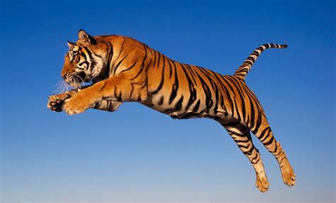 Imágenes divertidas de tigres :: Imágenes y fotos