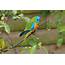 Turquoise Parrot  Aviculture Hub