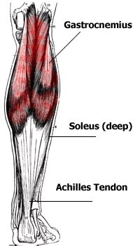 How does calf muscle performance influence function and recovery after an achilles tendon in this phase it is often beneficial to use a compression stocking in order to prevent swelling in the lower leg. Anatomy of the Calf Muscles - Gastrocnemius and Soleus