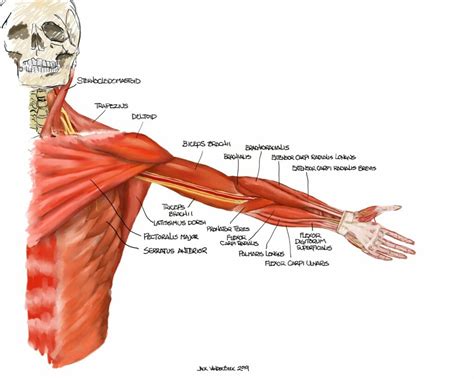 Anatomy Illustrations Neuraxiom