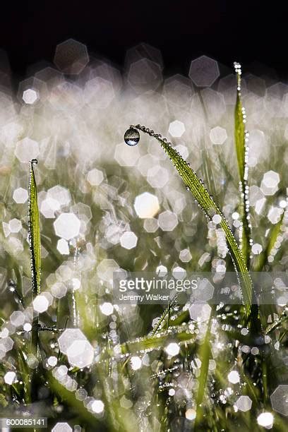 Sunrise Morning Dew Photos And Premium High Res Pictures Getty Images