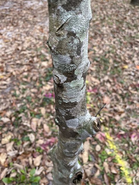 Fagus Grandifolia Bark American Beech Jackson Wilson Flickr