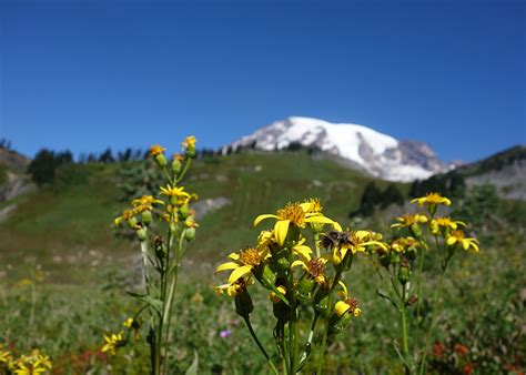 Mount Rainier Wildflowers In Peak Bloom Tips For Viewing With Your
