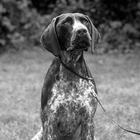 german shorthaired pointer dog breed information