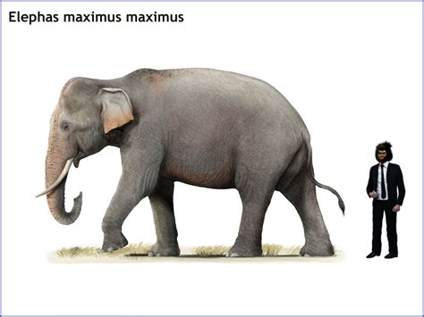 Elephas Maximus Maximus Sri Lankan Elephant By Cisiopurple On Deviantart