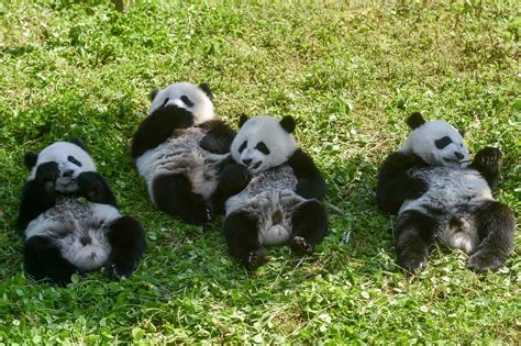 What Is A Group Of Pandas Called The Us Sun