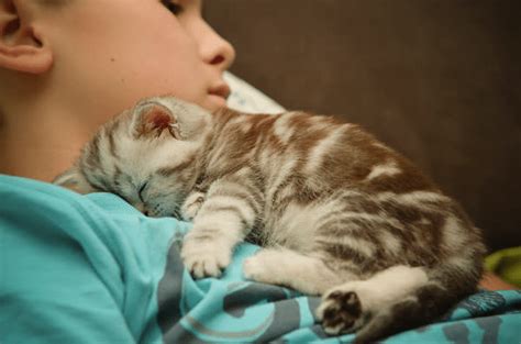 Why Do Cats Like Sleeping With Their Owners Pawsome Kitty