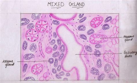 Histology Image Glandular Epithelium