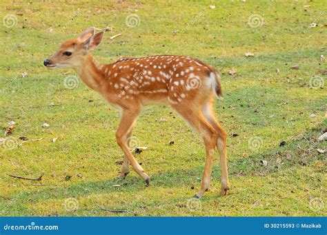 Baby Sika Deer Stock Photos Image 30215593