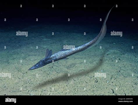 Deep Sea High Resolution Stock Photography And Images Alamy