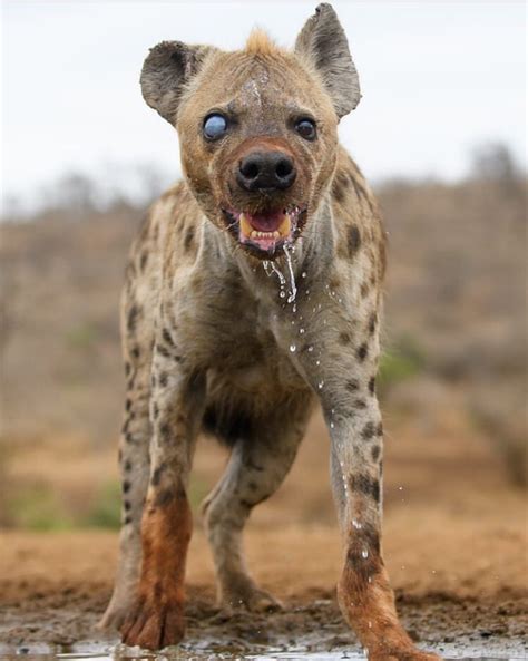 This Injured Spotted Hyena Looks 100 Times Scarier