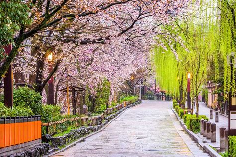 Best Time To See Cherry Blossoms In Japan Zicasso