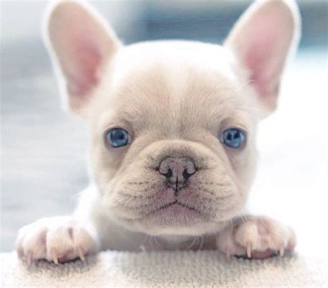 Baby Grey French Bulldog Blue Eyes Bleumoonproductions