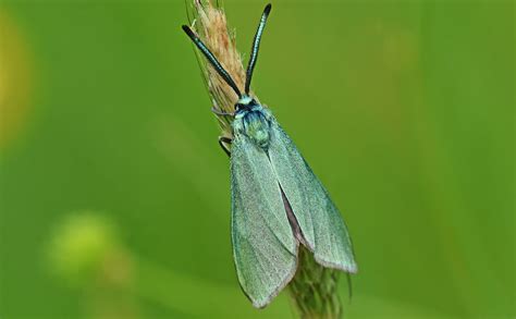 Forester Moth Dorset Butterflies