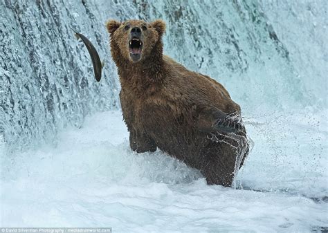 Grizzly Bears Enjoy Hydrotherapy At Brooks Falls Waterfall In Alaska