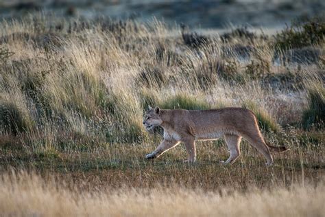 Follow us on instagram and twitter @puma go.puma.com/home. Puma in Patagonian Grasslands | Sean Crane Photography