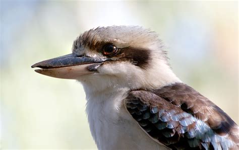 Free Images Bird Wing Wildlife Beak Fauna Close Up Australia