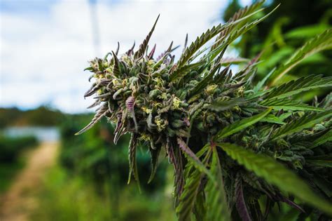 How To Grow Autoflowering Cannabis Plants | Herb