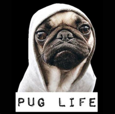 Funny T Shirt Pug Life Thug Life Gangster Puppy Dog Tee Ebay