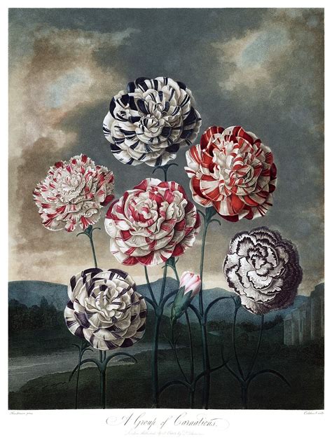 Our carnations are premium select grade and are picked and packed fresh. Carnations - Old Book Illustrations