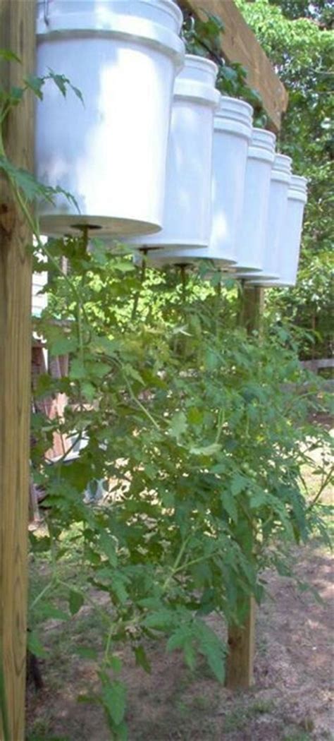 17 Best Images About 5 Gallon Bucket On Pinterest Root