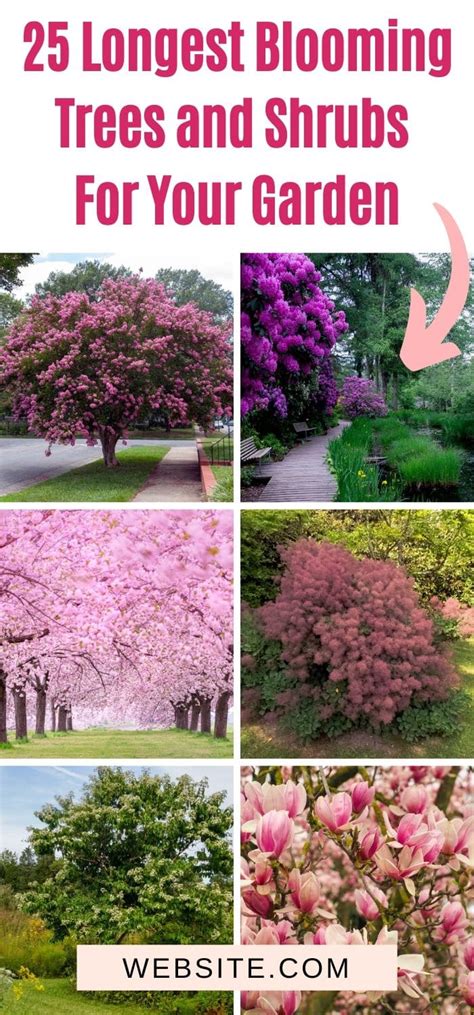 25 Longest Blooming Trees And Shrubs For Your Garden Diy And Crafts