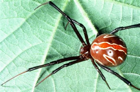 Common Spiders — Texas Insect Identification Tools