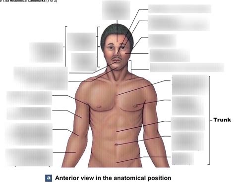 Anterior View In The Anatomical Position Cranial Diagram Quizlet
