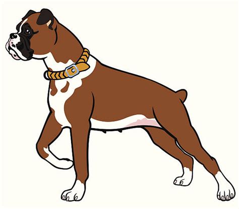 A Boxer Dog Illustrations Royalty Free Vector Graphics And Clip Art Istock