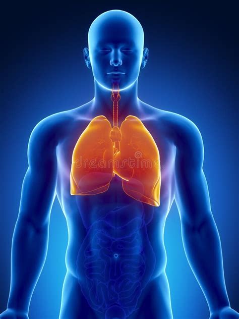 Apparato Respiratorio Umano Con I Polmoni Illustrazione Di Stock Illustrazione Di Biologia