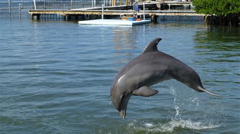 Dolphin Research Center Florida Keys A Bottlenose Dolp Flickr