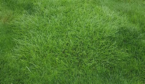 Tall Fescue How To Grow And Care For It Lawn Care Blog Lawn Love