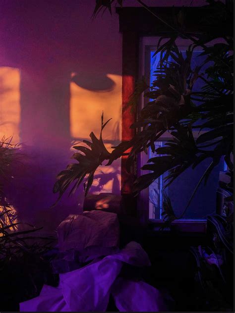 Plant Room Aesthetic Dark Night Golden Hour Purple Yellow Orange Blue