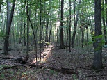 File:Estabrook Woods, Concord MA.jpg - Wikimedia Commons