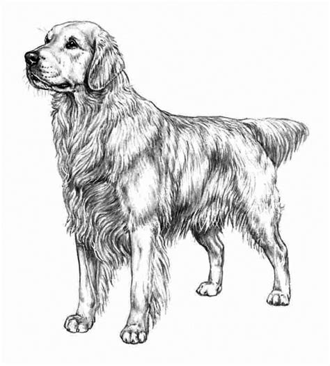 Golden Retriever Coloring Pages Best Coloring Pages For Kids Golden