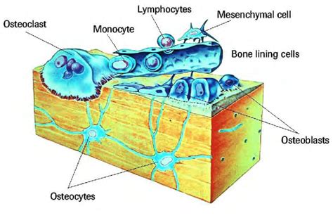 Animal Bone Cell Diagram Labeled