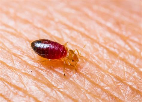 Baby Bed Bugs Everything You Need To Know Budget Brothers Termite