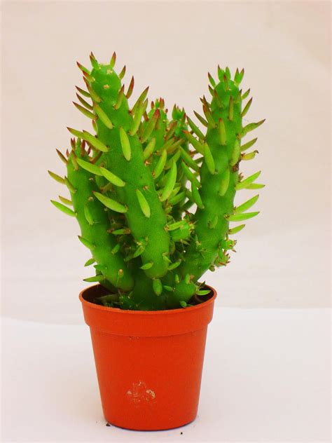 1 Mini Cactus Succulents Cacti In Pot Easy Care Evergreen Foliage