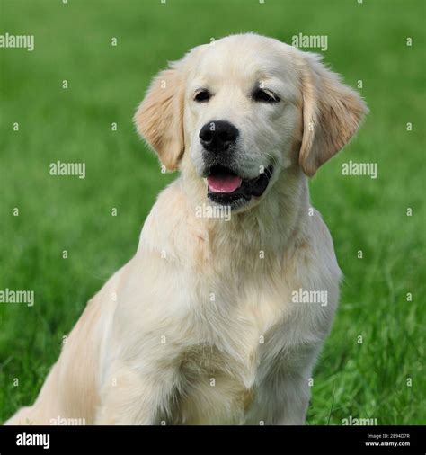 Golden Retriever Dog Puppy Stock Photo Alamy