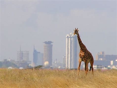 A Nairobi Safari And Top City Attractions Green With Renvy