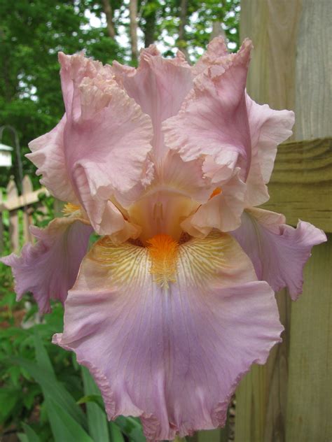 Pink Iris My Number One All Time Most Favorite Flower Ever Flowers