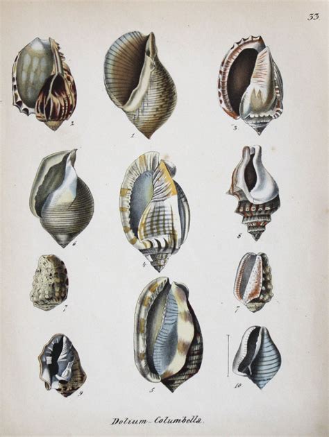 1855 Antique Shell Lithograph Hand Colored Stuttgart Germany 8 X 105
