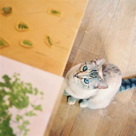 Для просмотра онлайн кликните на видео ⤵. I present you Lilou, an adorable creature who follows me ...