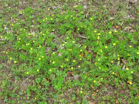 Some weeds, though, have more virtues creeping charlie is one of the most stubborn of lawn weeds, but it has shallow roots an is easy it has a distinctive dried flower head that resembles coffee grounds. A new beekeeper's journal: Mowing the lawn or not