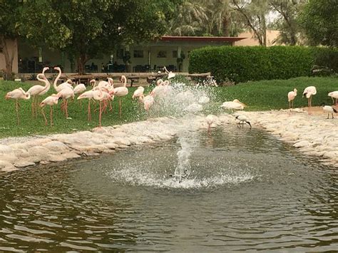 Al Areen Wildlife Park And Reserve Zallaq 2020 All You Need To Know Before You Go With Photos