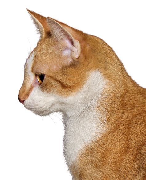Cat Meme Png Png Image Collection