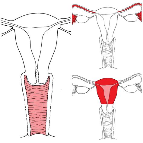 aparato reproductor femenino 1 imprimibles aparato reproductor cuerpo humano y anatomia y