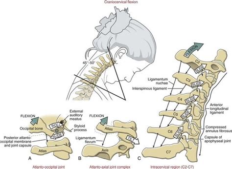 Structure And Function Of The Vertebral Column Musculoskeletal Key