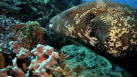 Spotted Puffer Fish Eating Stock Footage Video 1241824 Shutterstock
